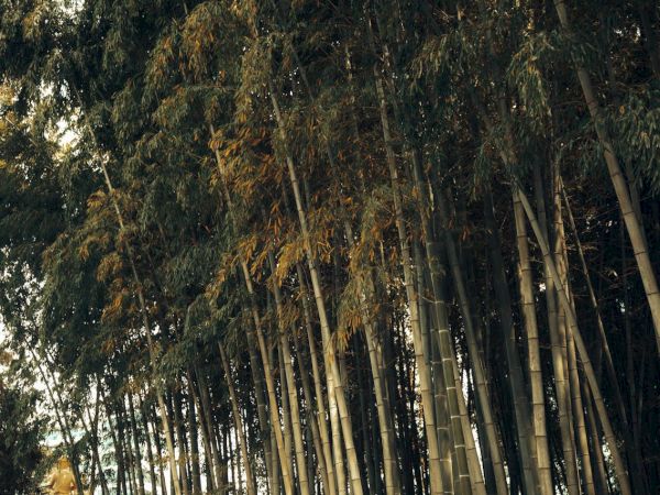 A dense bamboo grove with tall, slender stalks and leafy canopies shielding a shaded path.