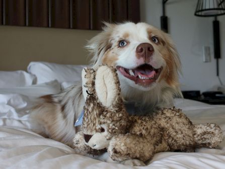 A happy dog on a bed plays with a stuffed animal, a plush bunny, showing a big grin with a toy in its mouth.