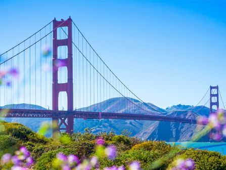 Golden Gate Bridge amid blue sky and water, framed by purple flowers in the foreground and distant hills.