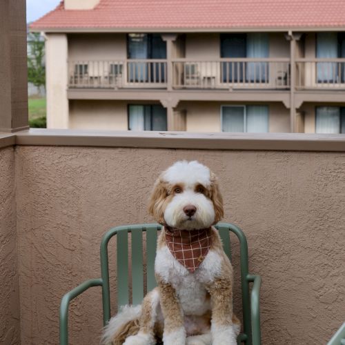 A white-and-brown dog sits on a green balcony chair, looking out over a building with a red-tiled roof.