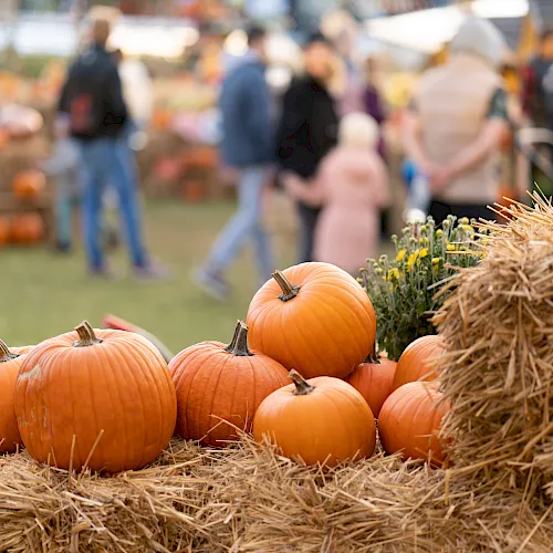 Orange pumpkins stacked on hay bales at a fall harvest festival, with blurred visitors and tents in the background, .
